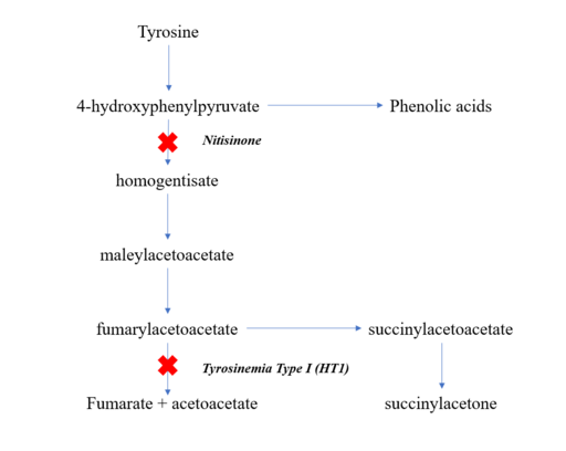 Tyrosinemia Type I Catabolic Pathway Mutation and Action of Drug